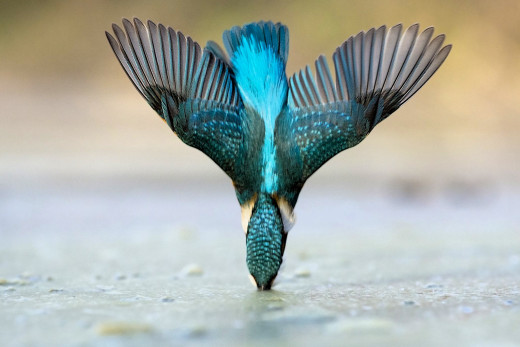 �1755549 �������(a): ����������:2050x1365